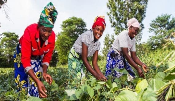Thumbnail for Musika partners with Chipri Enterprises to boost Zambia’s horticultural sector