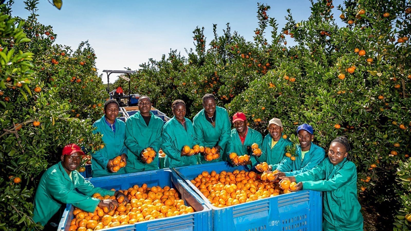 Thumbnail for Kenyan fresh produce exporters ready inaugural fresh avocado exports to China