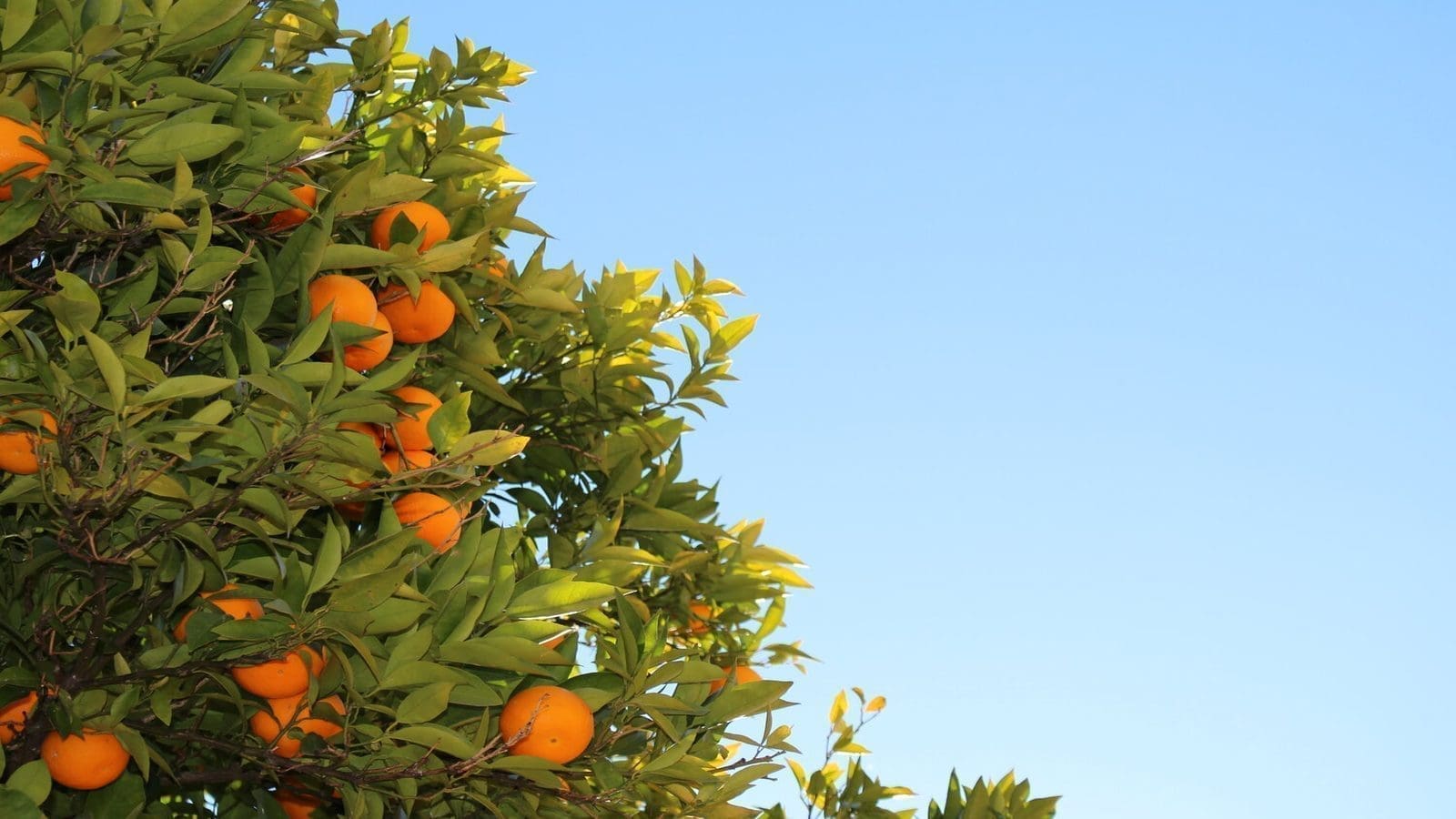 Thumbnail for Mitchell Cotts unveils Kenya’s first vacuum cooling service to boost fresh produce exports