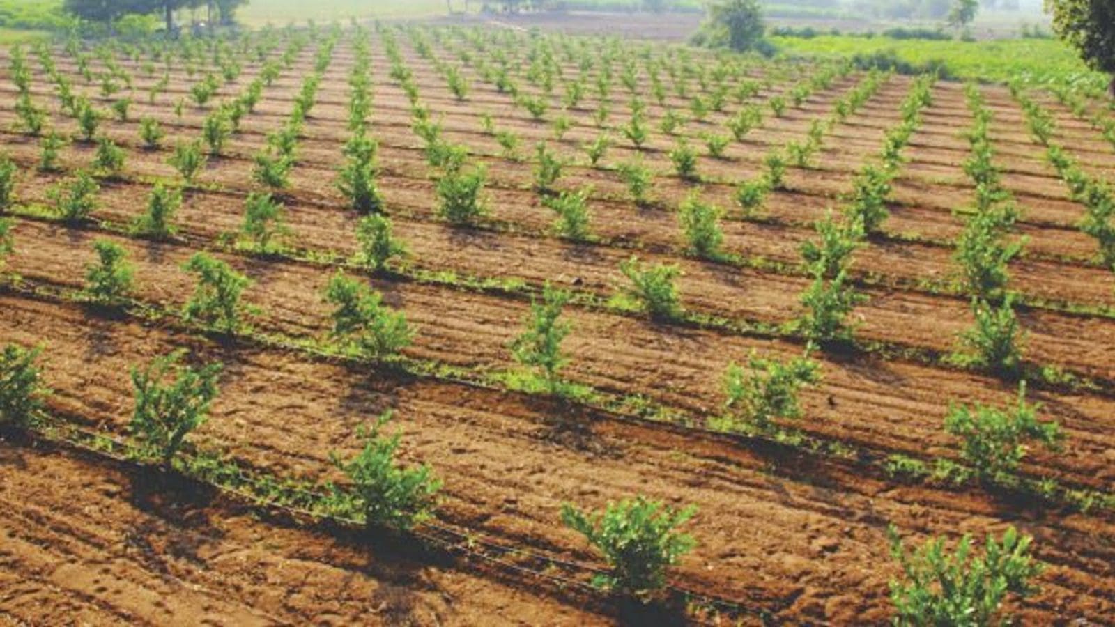 Thumbnail for Mango farmers in Tana River county, Kenya, urged to utilize fruit processing factory to reduce post-harvest losses
