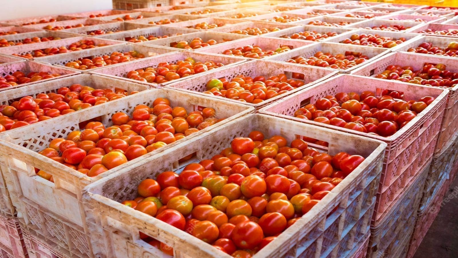 Thumbnail for Western Cape Department of Agric backs CGA program with USD 108,500 funding