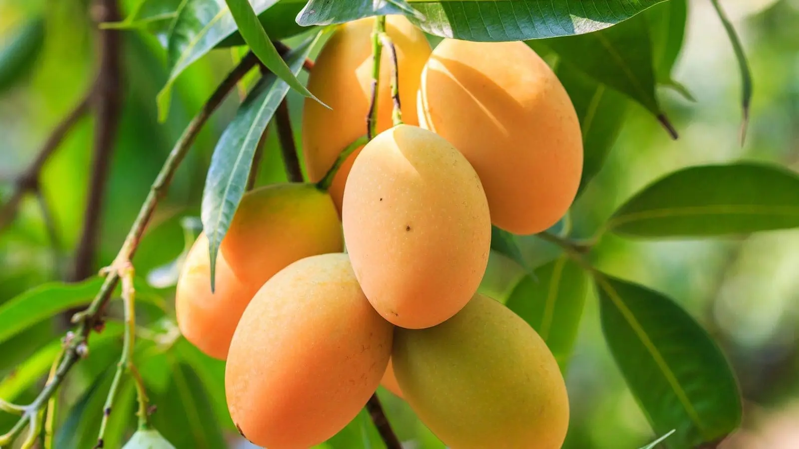 Thumbnail for New report reveals 25% drop in Senegalese mango exports in 2023