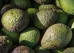 Thumbnail for Egypt restores status as largest mango exporter to Saudi Arabia