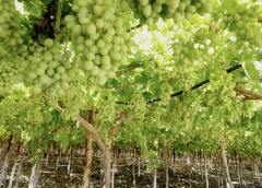 Thumbnail for Morocco expands blueberry acreage targeting 100,000-ton export by 2030