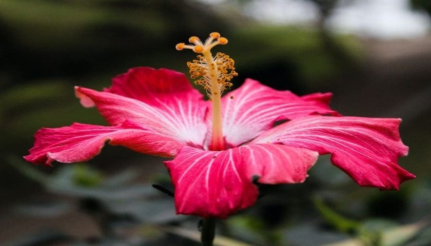 Thumbnail for Hibiscus farming in Nigeria gains momentum with 70% price surge