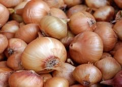 Thumbnail for Stronger Euro ignites remarkable recovery in Kenya’s Horticulture Exports offering fresh growth prospects