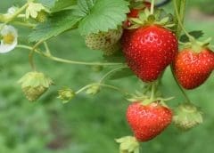 Thumbnail for Morocco expands blueberry acreage targeting 100,000-ton export by 2030