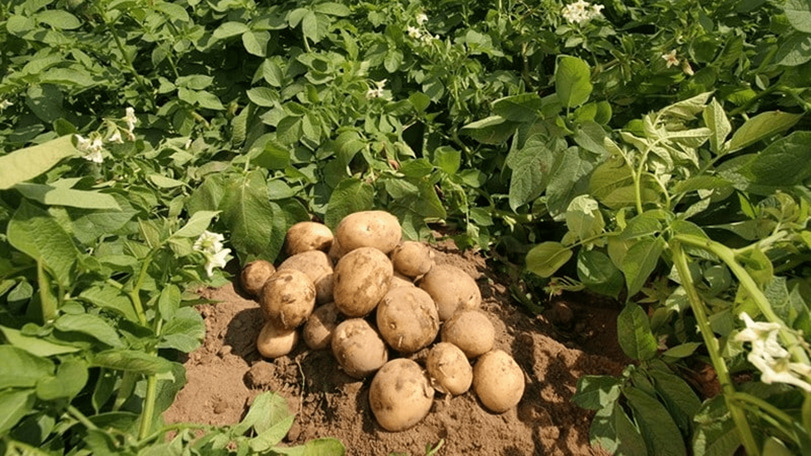 Thumbnail for Ugandan church embarks on 50,000 fruit tree planting initiative