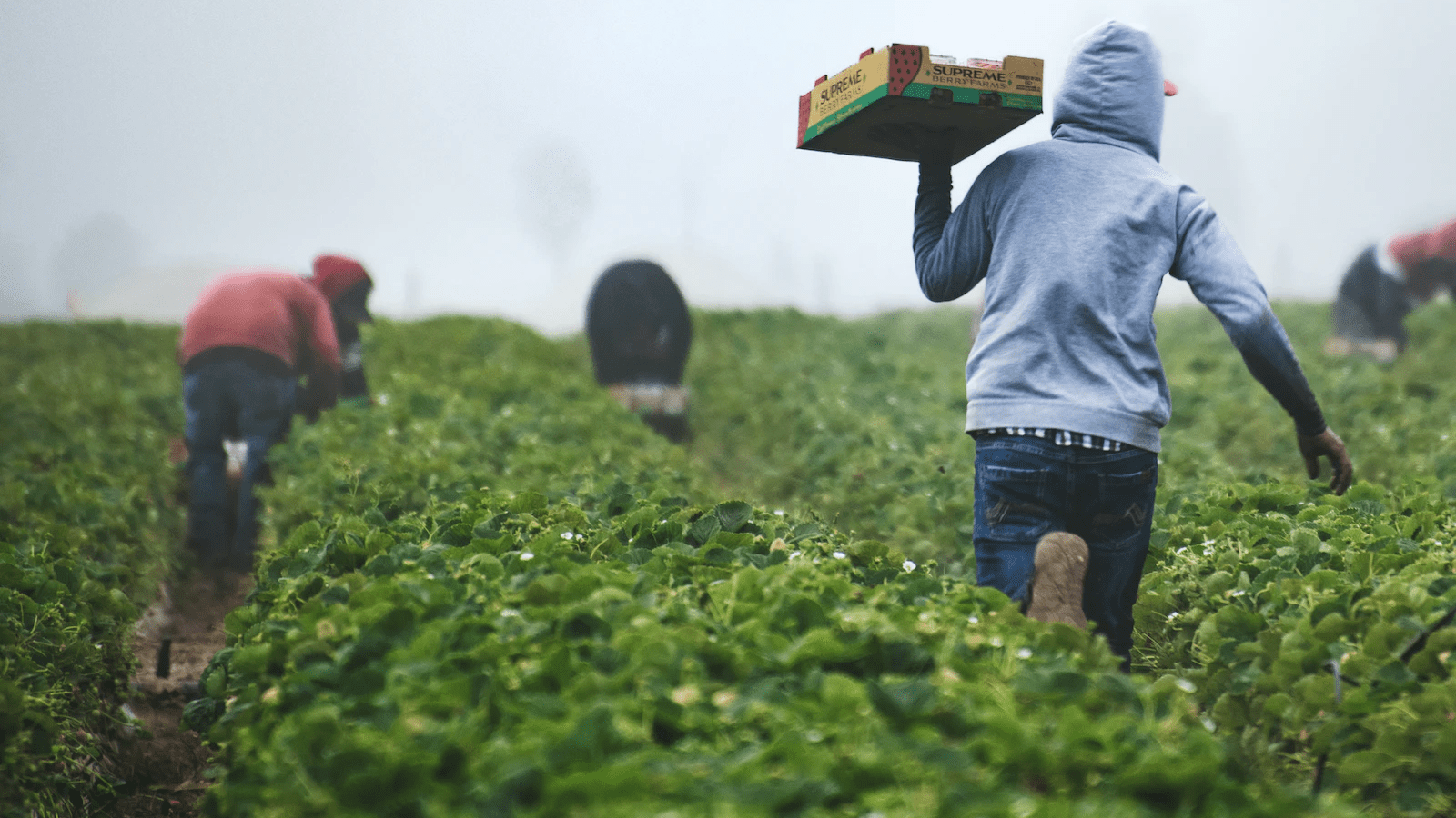 Thumbnail for Glyphosate use in fresh produce cultivation sparks debate in Morocco