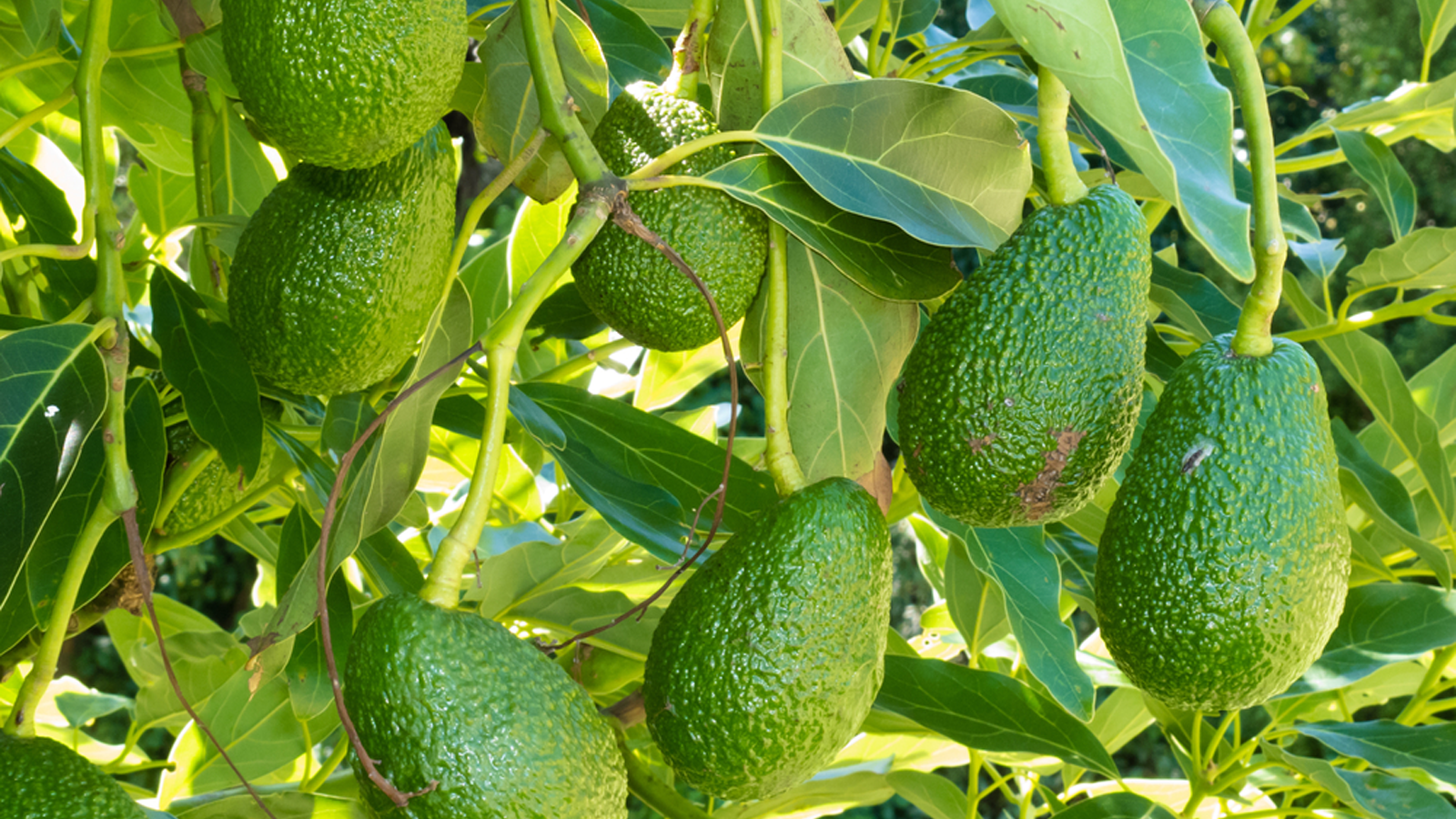 Thumbnail for Getir expands operations in USA with acquisition of Ahold Delhaize’s FreshDirect