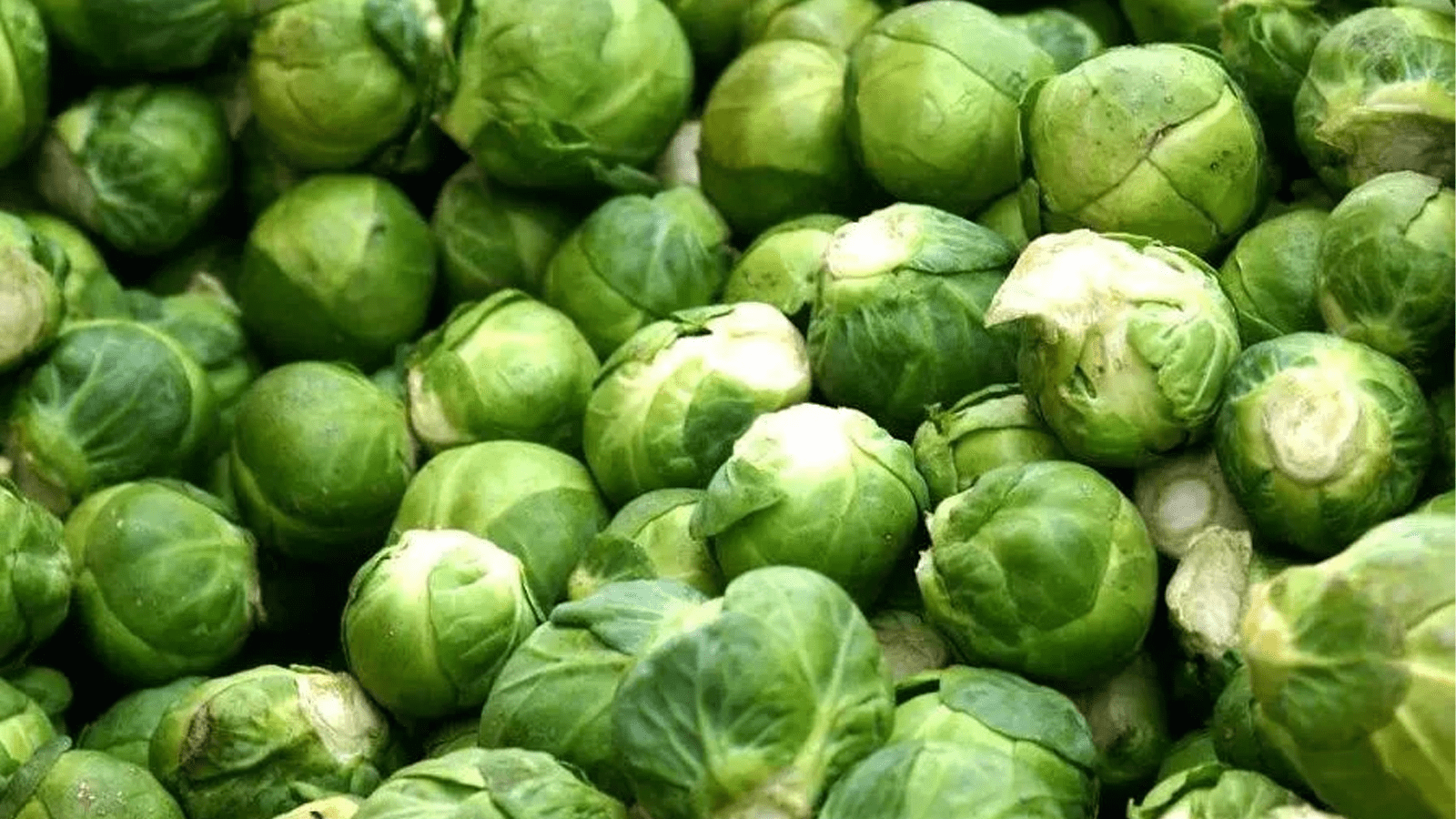 Thumbnail for ToBRFV infections persist in Morocco inflicting severe tomato crop loss: EPPO