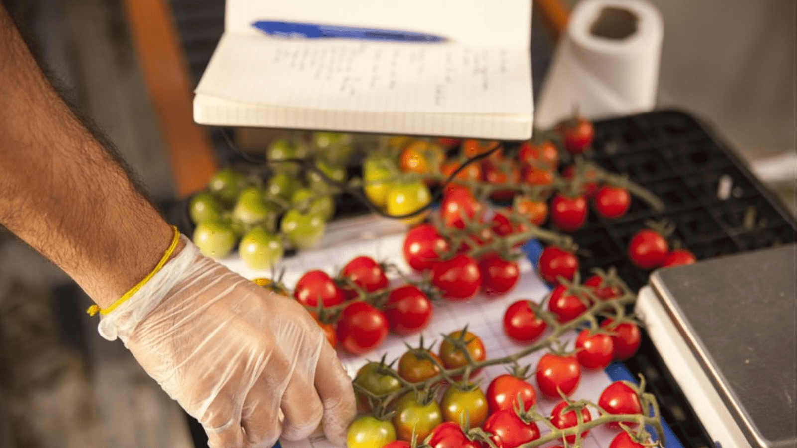 Thumbnail for Pure Harvest set to acquire RedSea’s agriculture facility in Saudi Arabia