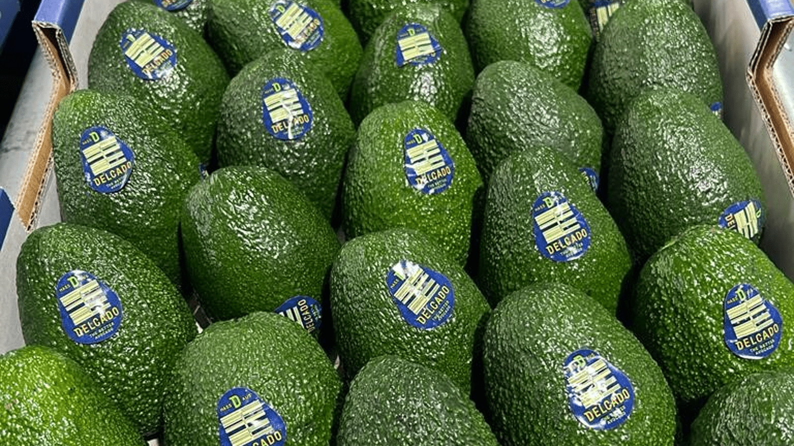 Thumbnail for MAFI seals USD 300M land deal to build Middle East’s largest agri-food complex in Egypt