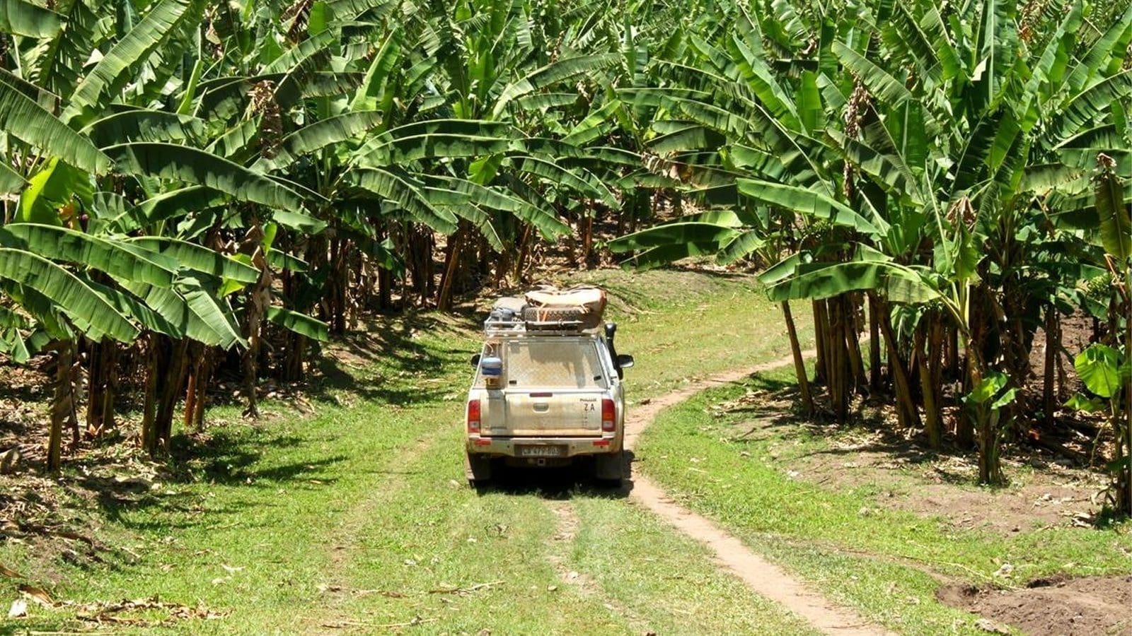Thumbnail for Kenyan avocado exports to China surge tenfold
