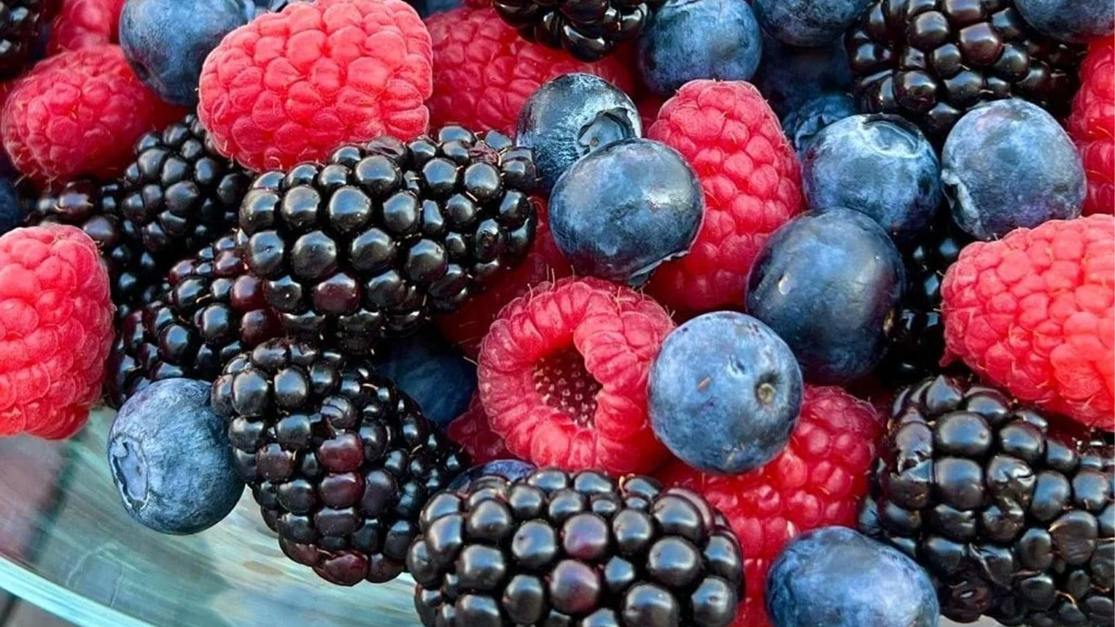 Thumbnail for Fruitful-Berries and Terra Verde merge unveiling Frescura