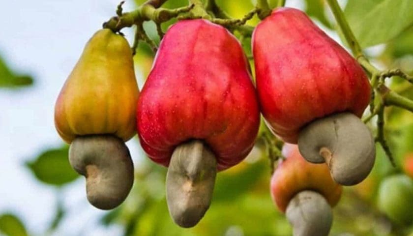 Thumbnail for Tanzania’s cashew earnings to increase amid higher production, government support