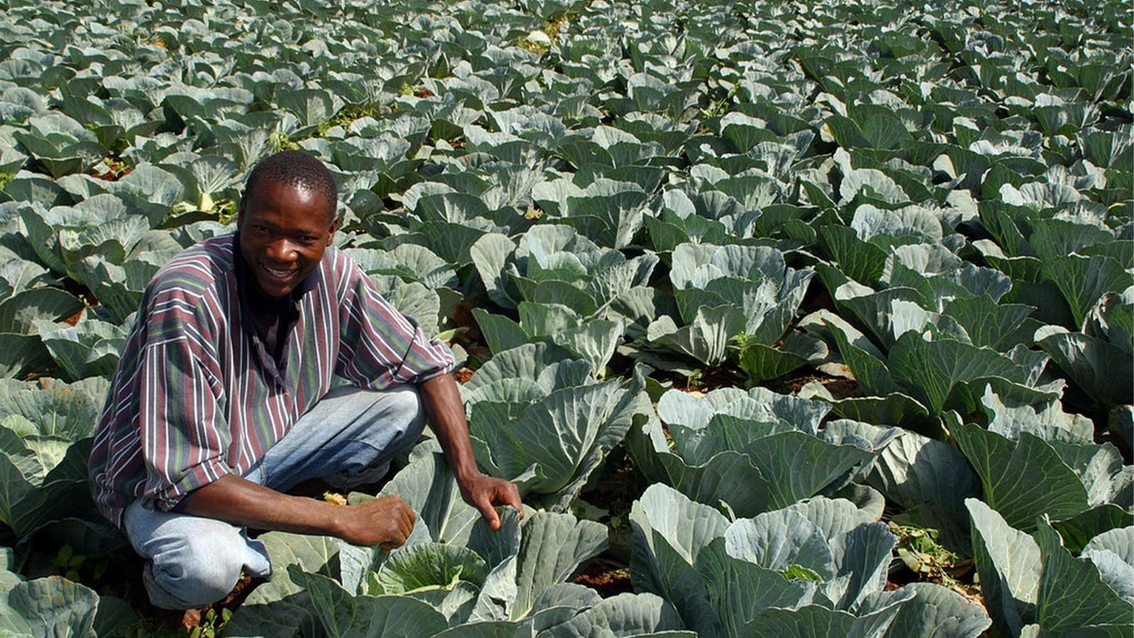 Thumbnail for FAO, World Vegetable Centre invest USD 650,000 to boost Tanzania’s food security