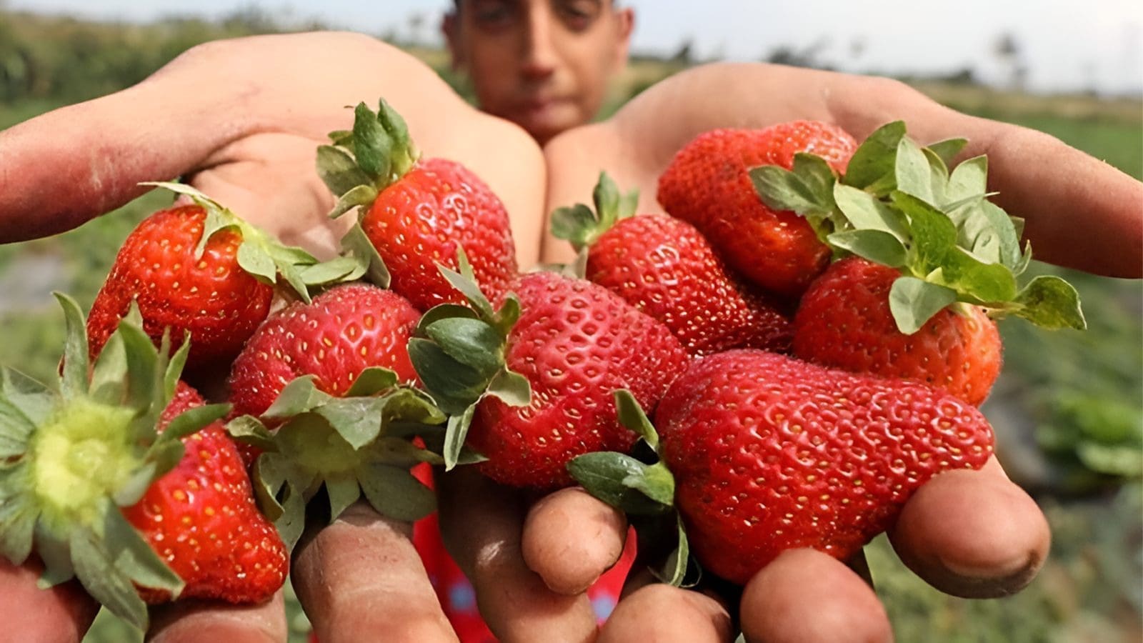 Thumbnail for New Markets: Egypt exports strawberries to Canada, potatoes to Morocco for first time
