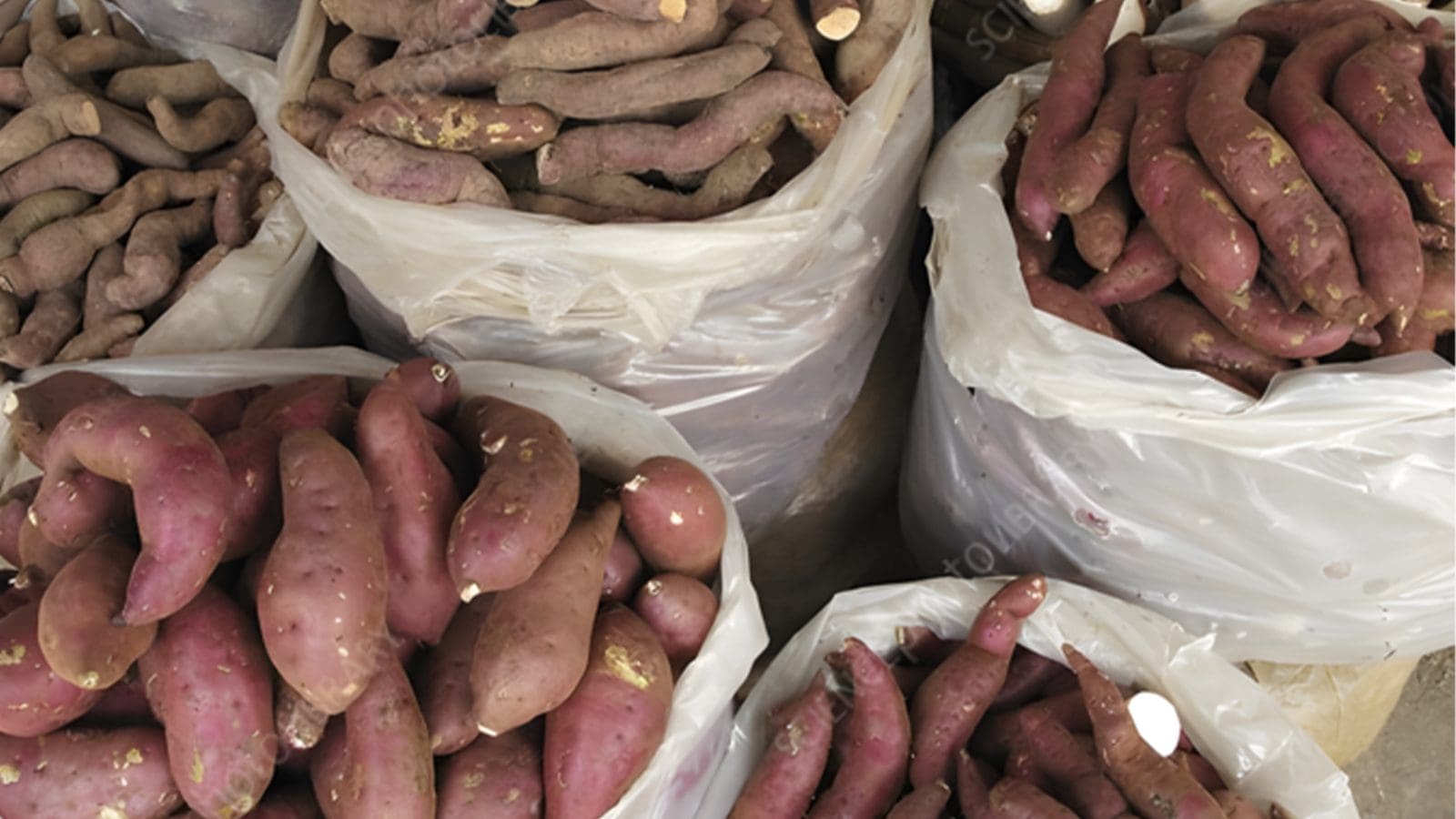 Thumbnail for Tanzania introduces guidebook for registering potato seed varieties