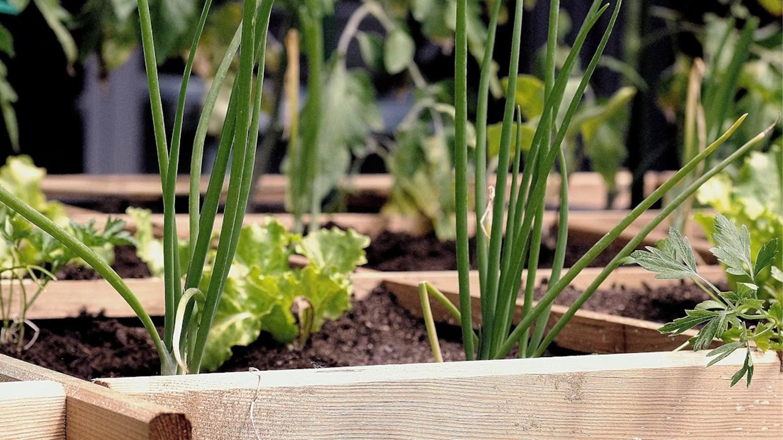 Thumbnail for Togolese Ministry of Agriculture enhances climate-smart farming