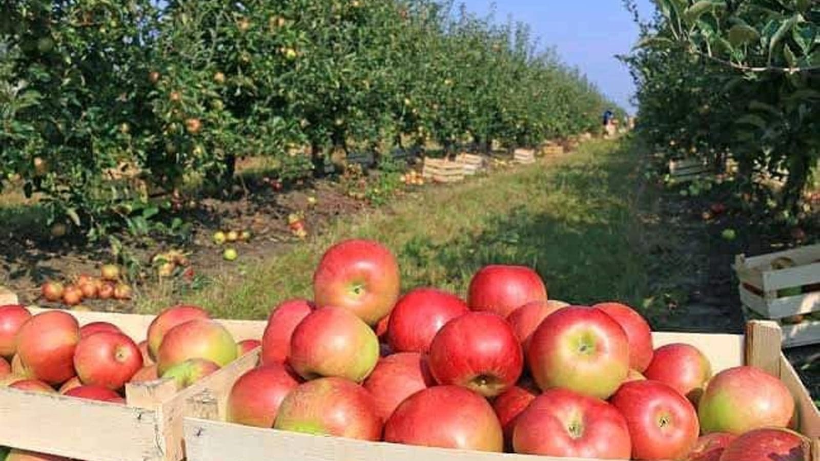 Thumbnail for Namibia’s first commercial apple harvest hits local markets