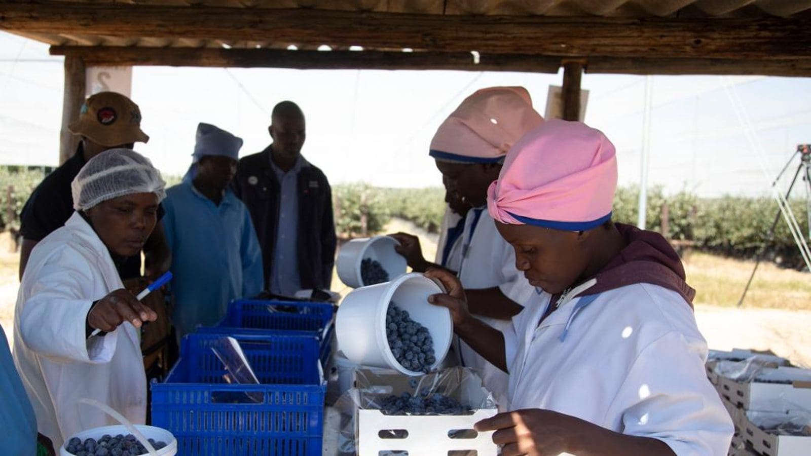 Thumbnail for Western Cape Department of Agric backs CGA program with USD 108,500 funding
