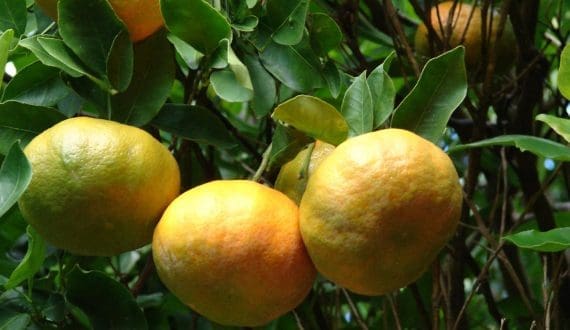 Thumbnail for Citrus Black Spot spreads threatening Tunisian citrus industry