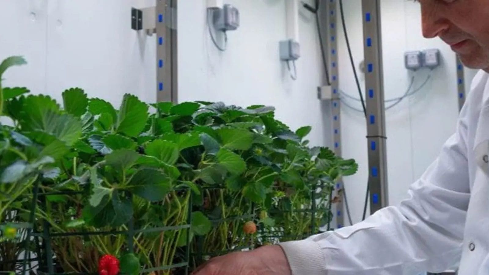 Thumbnail for South African blueberry industry eyes growth amid global shifts