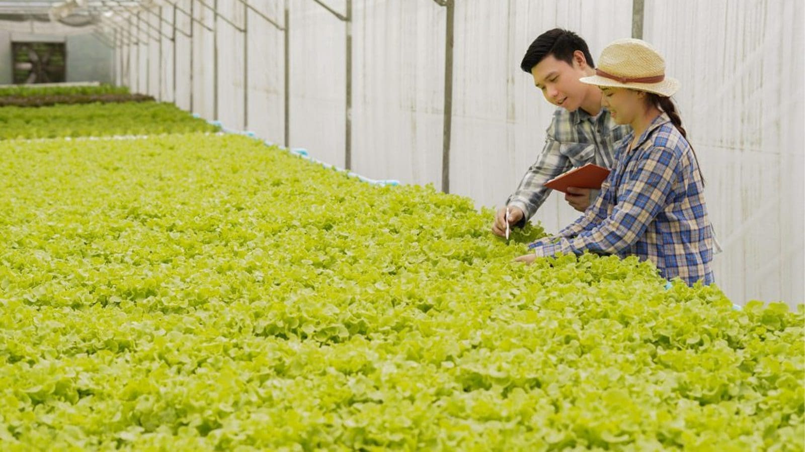 Thumbnail for Syngenta partners Ginkgo Bioworks to accelerate launch of biological solution