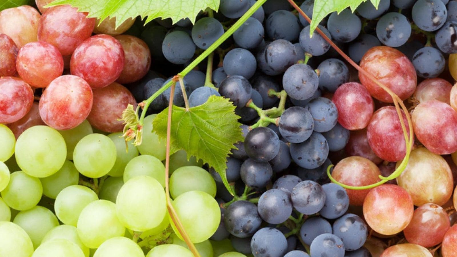 Thumbnail for Eden Research secures Germany’s approval for biofungicide Mevalone