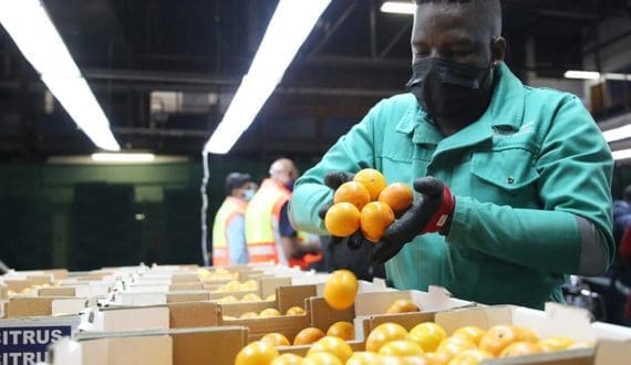 Thumbnail for Transnet CEO pledges reforms in South Africa’s fruit export industry