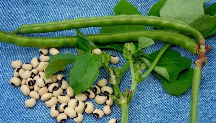 Thumbnail for Ghana launches first genetically modified cowpea