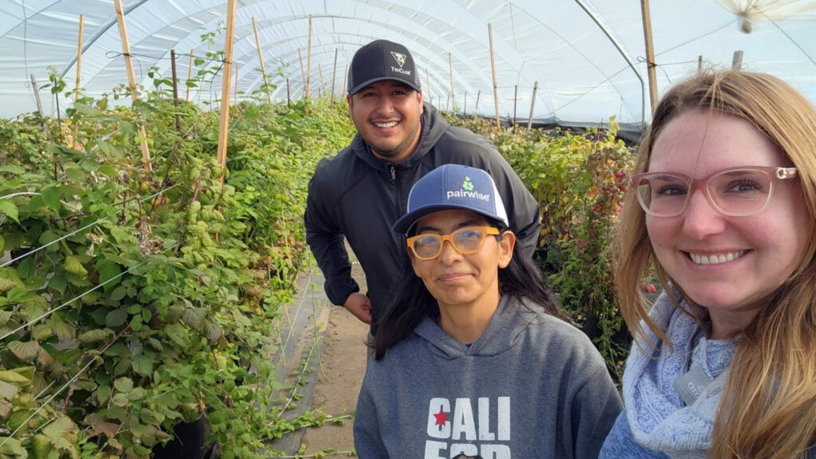 Thumbnail for Clustered Mountain mint named 2025 perennial plant of the year