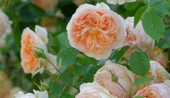 Thumbnail for Dümmen Orange honors EHPEA for contributions to horticulture