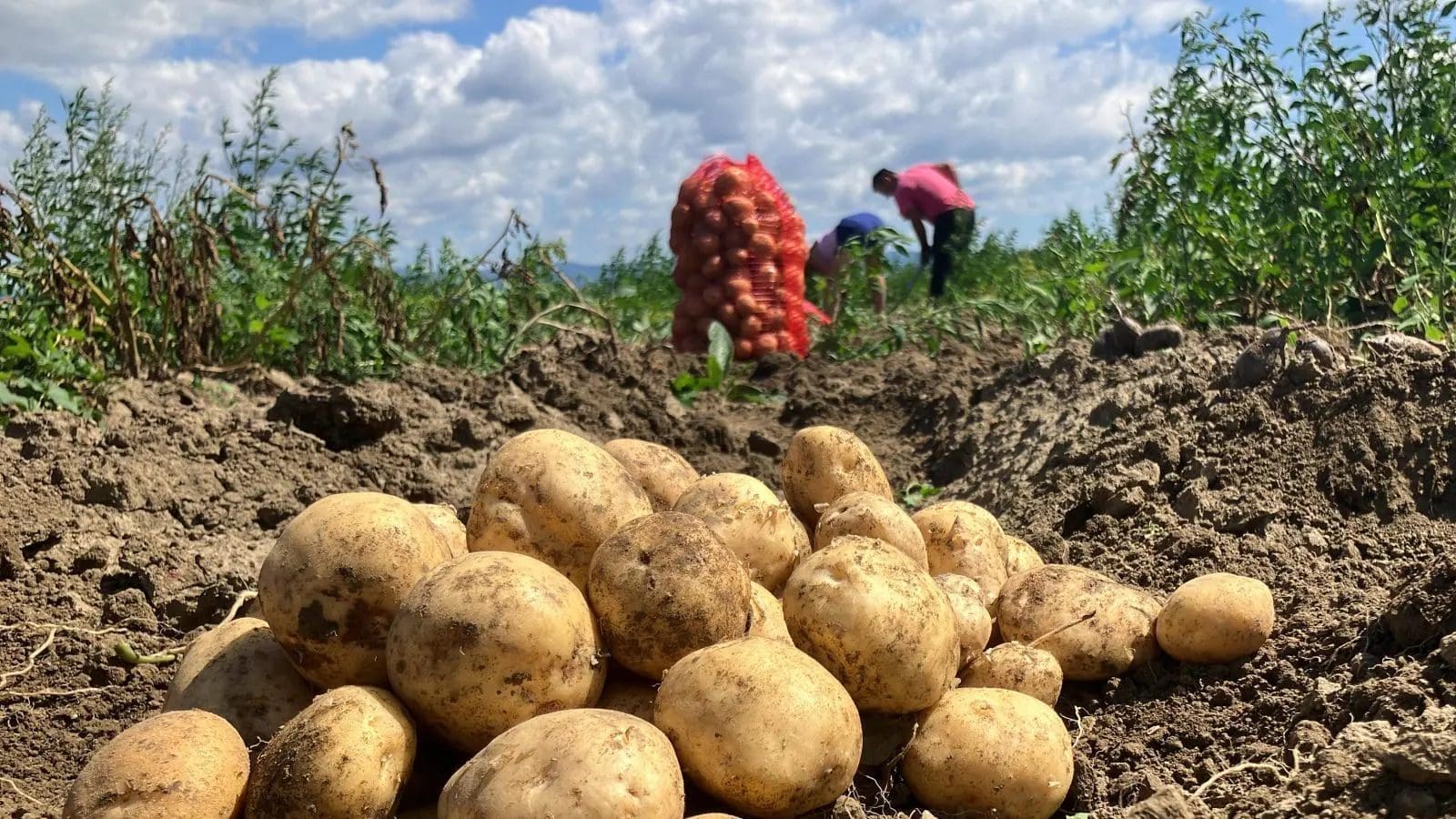 Thumbnail for Maersk launches dedicated service for Tanzania’s cashew exports