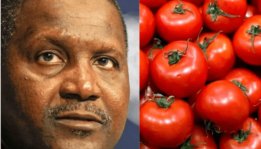 Thumbnail for Dangote Group launches Africa’s largest tomato processing facility in Nigeria