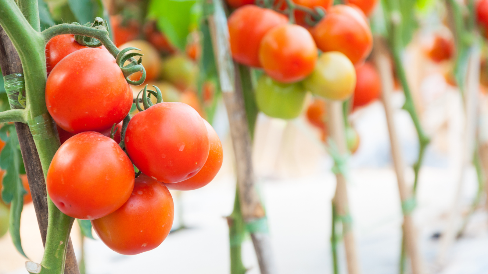 Thumbnail for Agrico launches urban farm hub at Qatar’s Green Island