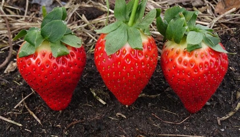 Thumbnail for Egypt’s Pico Modern Agriculture expands global footprint