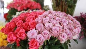 FEATURED FRIDAY: Sustainable Supply Chain Initiative Benchmarking: Floriculture’s Green Future