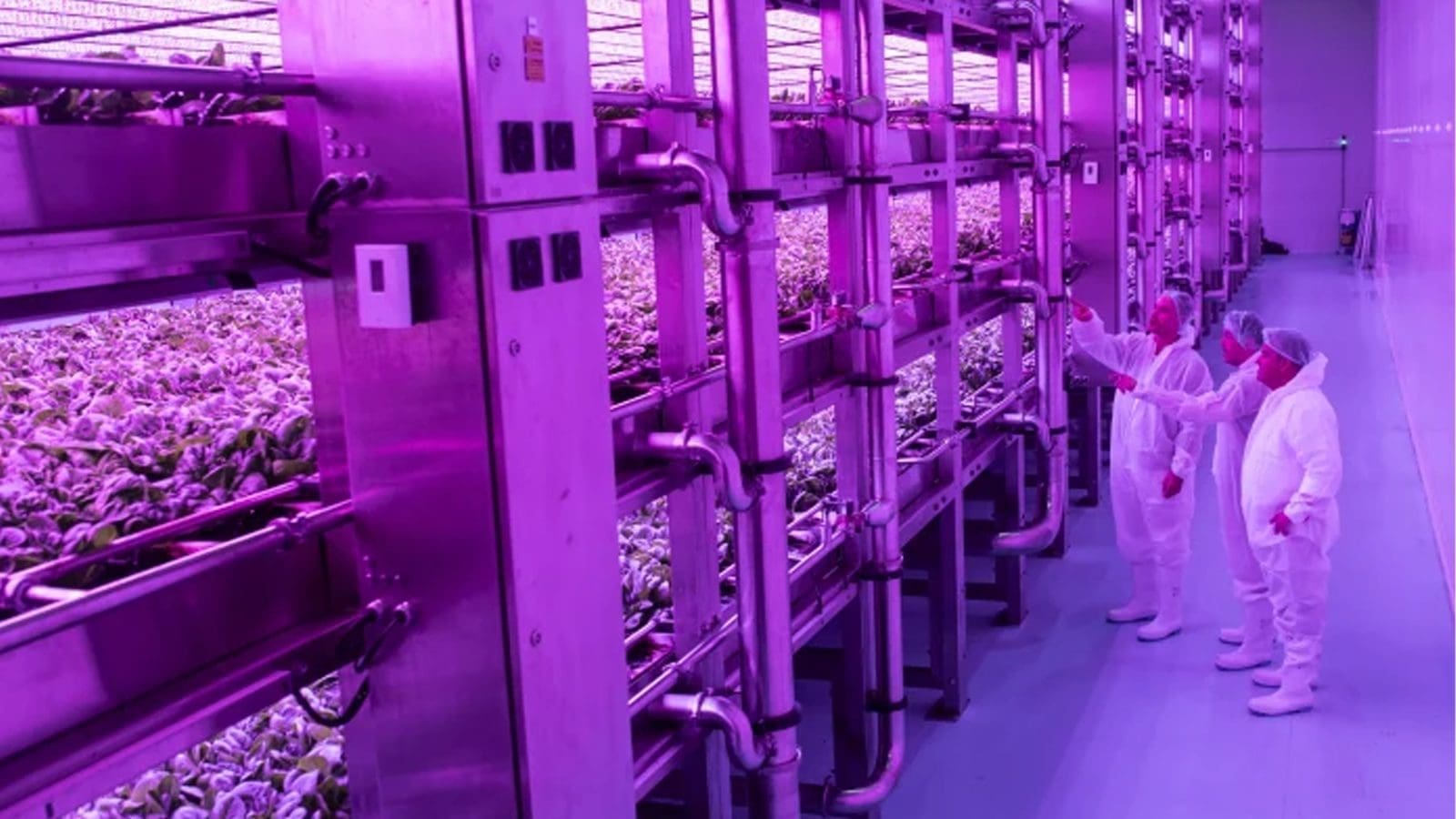 Thumbnail for Study highlights significant findings on altitude and flower yield variations
