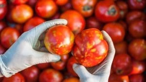 Tomato grafting technology brings relief to Indian farmers