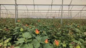 Ethiopia’s Bahir Dar flower farms gear up for Valentine’s Day surge