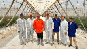 Dutch growers expand tomato production with Moroccan partners