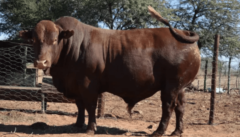 Thumbnail for Bonsmara legacy continues to drive South Africa’s beef sector