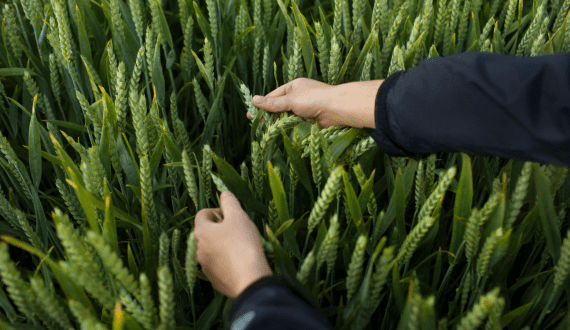 Thumbnail for IGAD signs MoU to strengthen food security across Horn of Africa