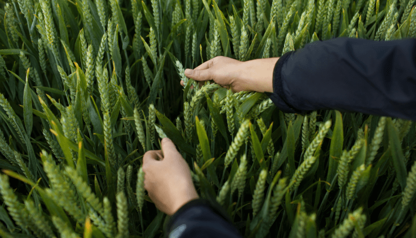 Thumbnail for Bayer files registration for first new herbicide mode of action in decades