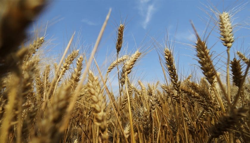 Thumbnail for China approves 153 wheat varieties to boost farm yields and food security