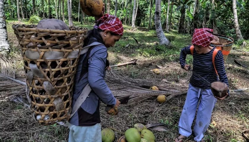 Thumbnail for Chinese coconut giant begins US$100M factory build in Indonesia to curb raw exports