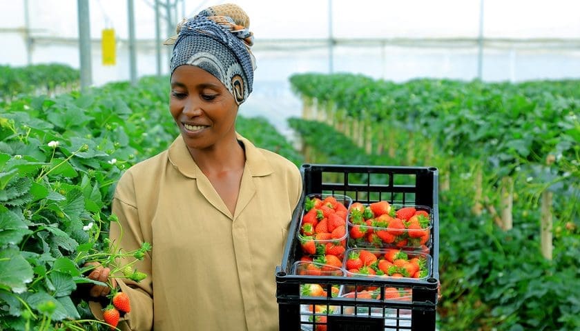 Thumbnail for Ethiopia’s horticulture exports bring in over US$216M in five months