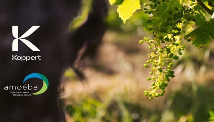 Thumbnail for Koppert, Amoéba sign major biofungicide distribution agreement to advance crop protection
